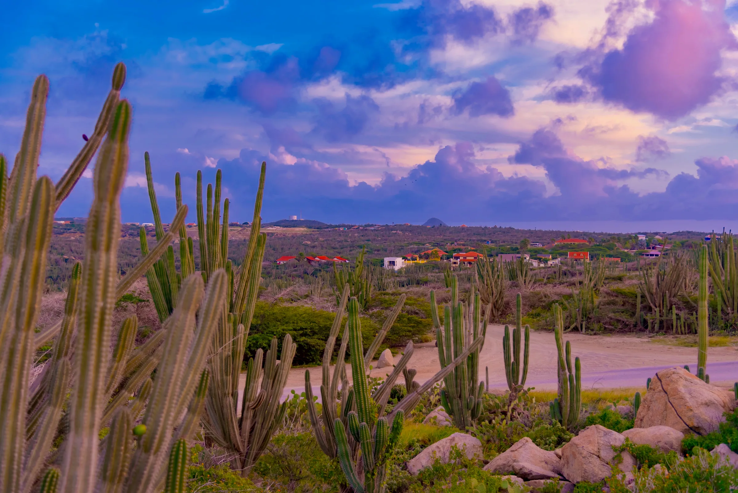 Cacti across a desert landscape beneath a colorful twilight sky